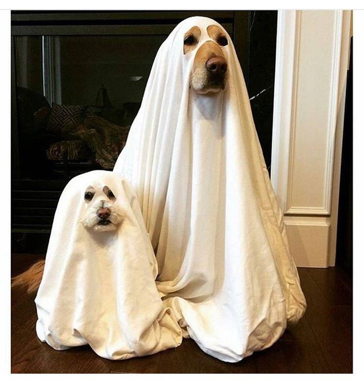 f8567c2f04296d8c29663b459c9bf6ff--ghost-dog-trick-or-treat.jpg