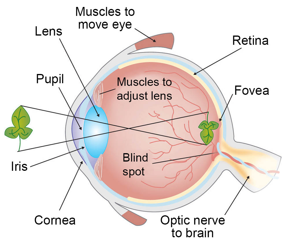eye-anatomy-1000.jpg