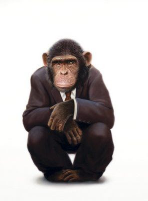 Chimpanzee+in+a+suit.jpg