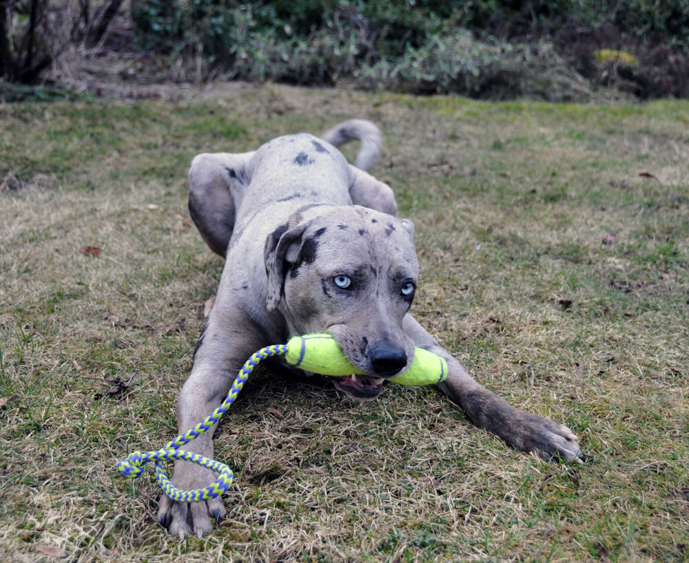 Catahoula-Leopard-Dog-Pictures.jpg