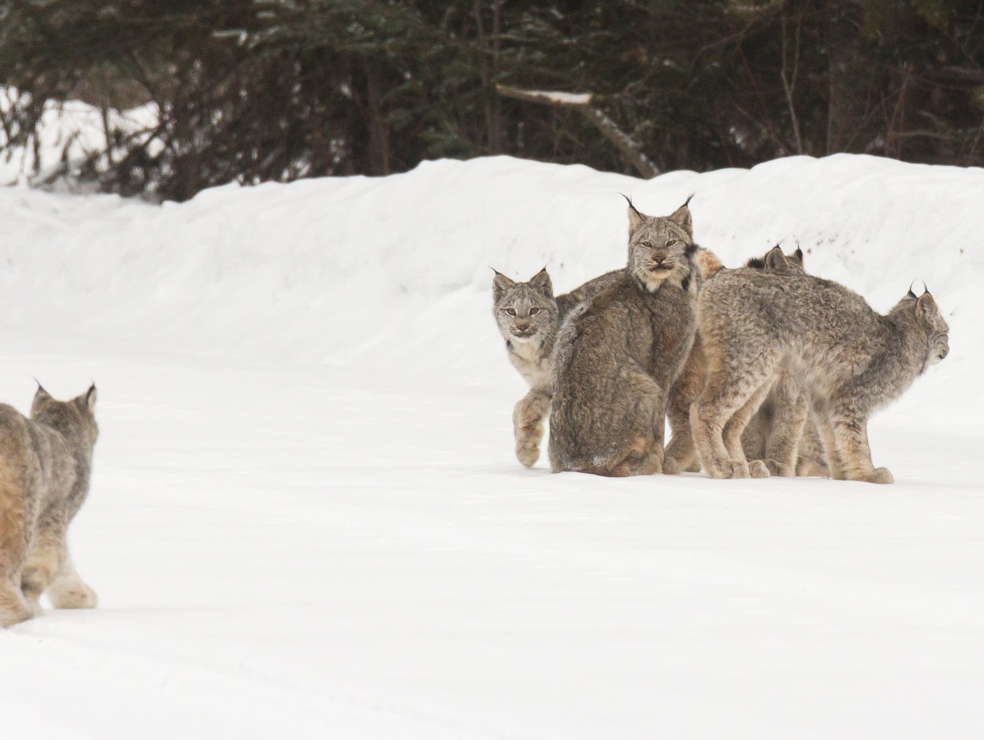 70ce18-20180206-lynx04.jpg