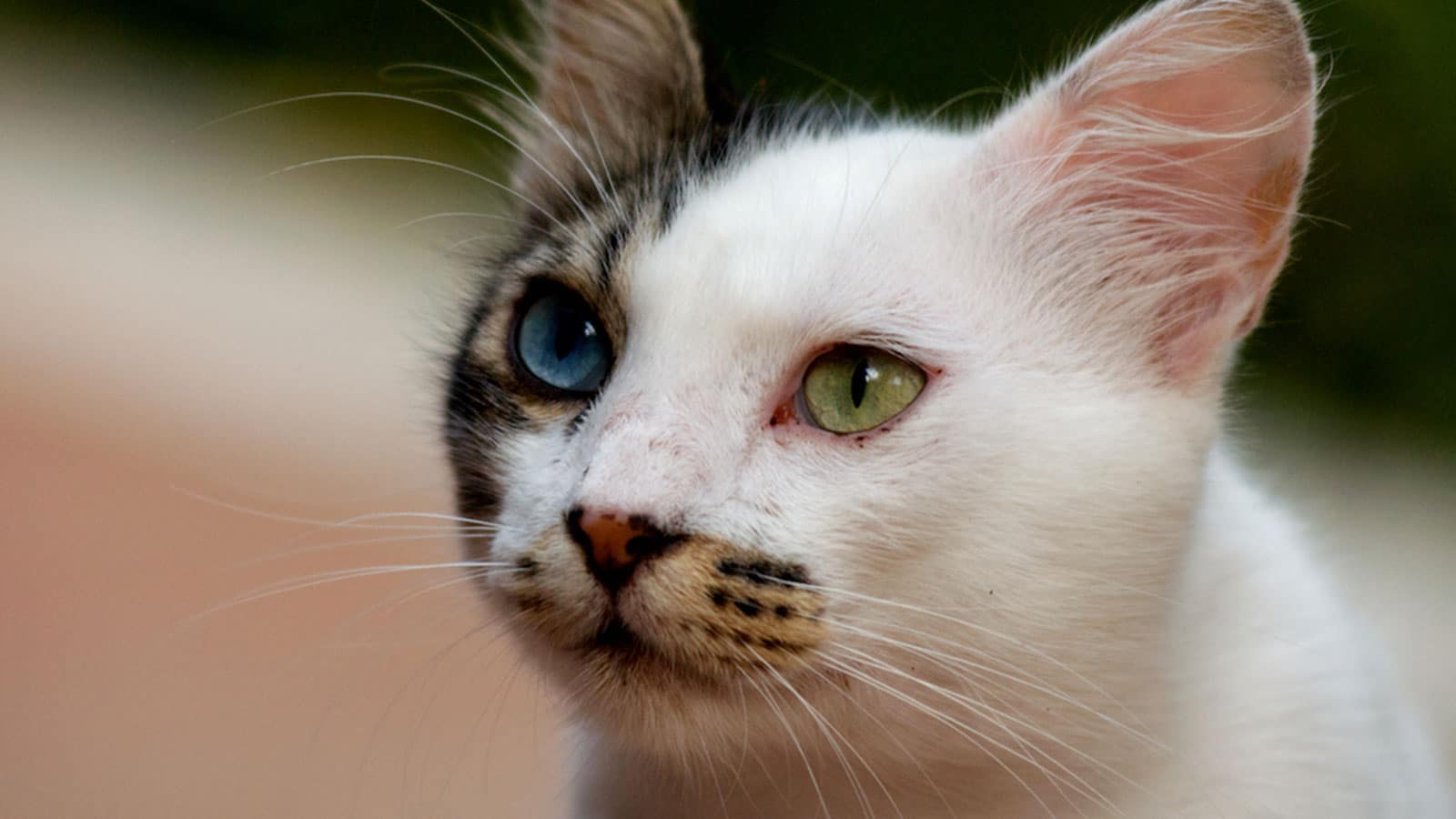 turkish-van-cat.jpg