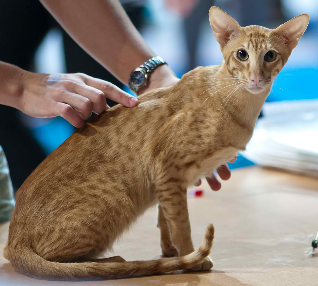 Oriental-Short-Hair-Cat.jpg