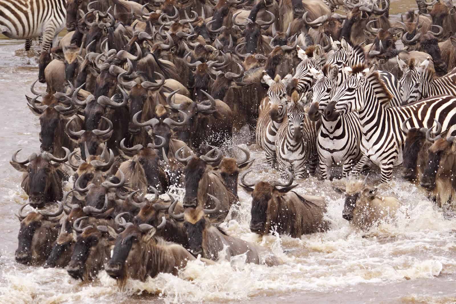 wildebeest-migration.jpg