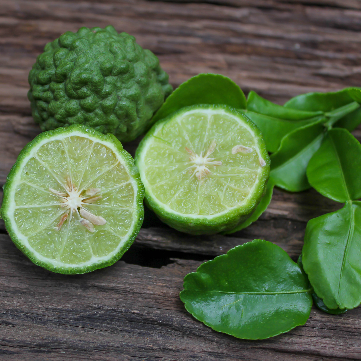 Kaffir-Lime-Tree-05.jpg