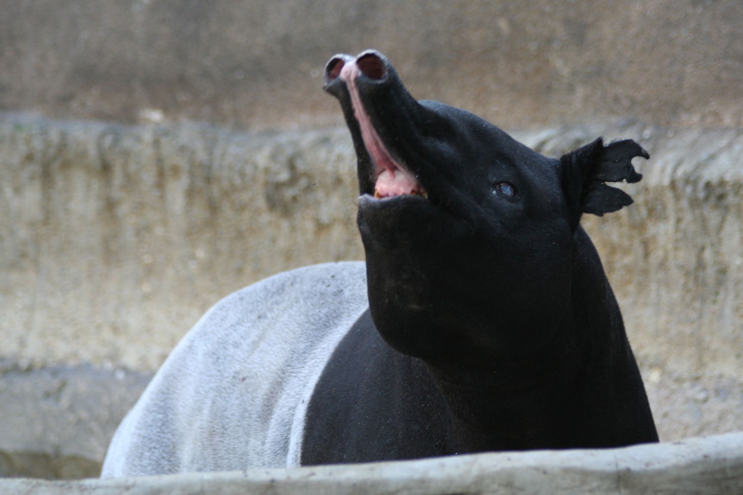 TapirAtSDZ.jpg