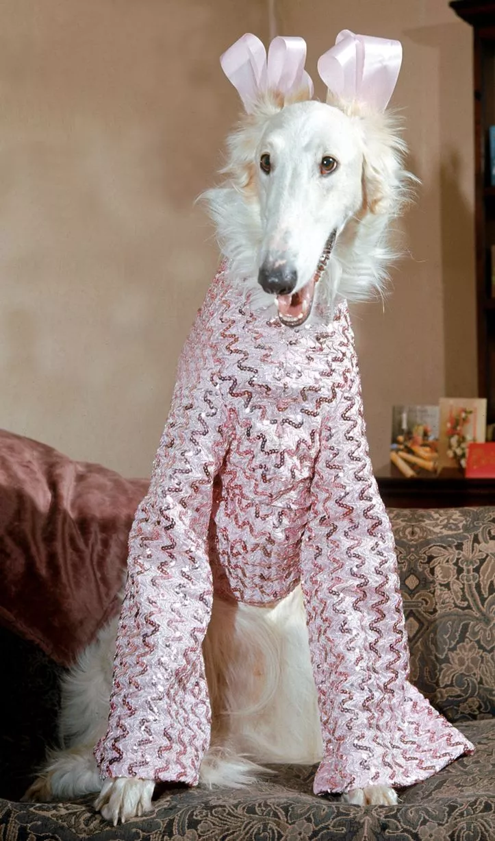 christmas-dog-borzoi-gold-dust.jpg