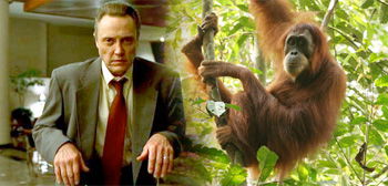 christopherwalken-orangutan-combo-tsr.jpg