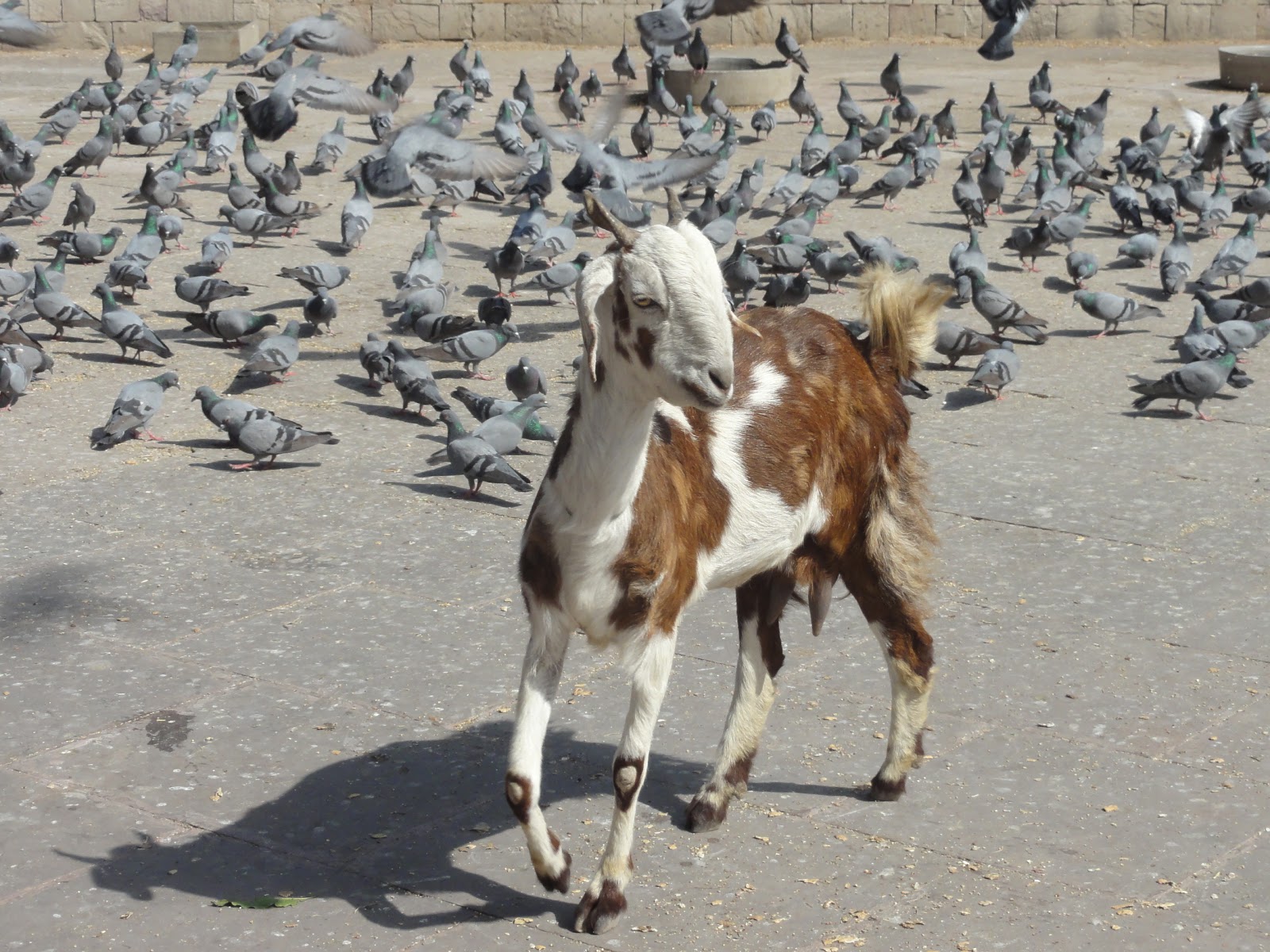 a-cat-among-the-pigeons-no-a-goat.jpg