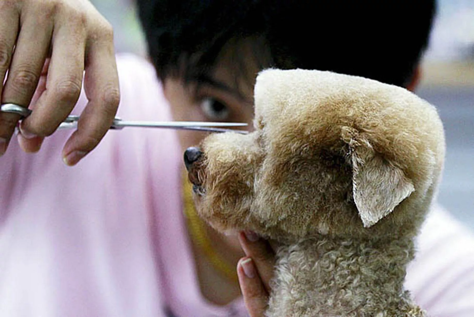 Cube-Dogs.jpg