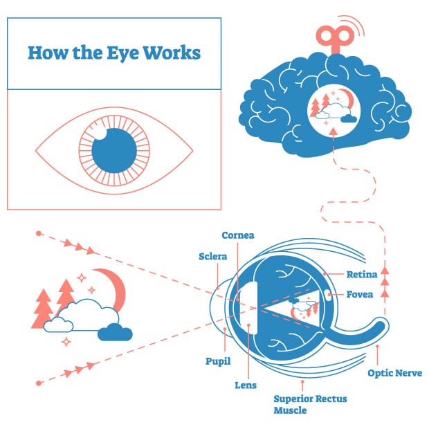how-the-eye-works_620a.jpg