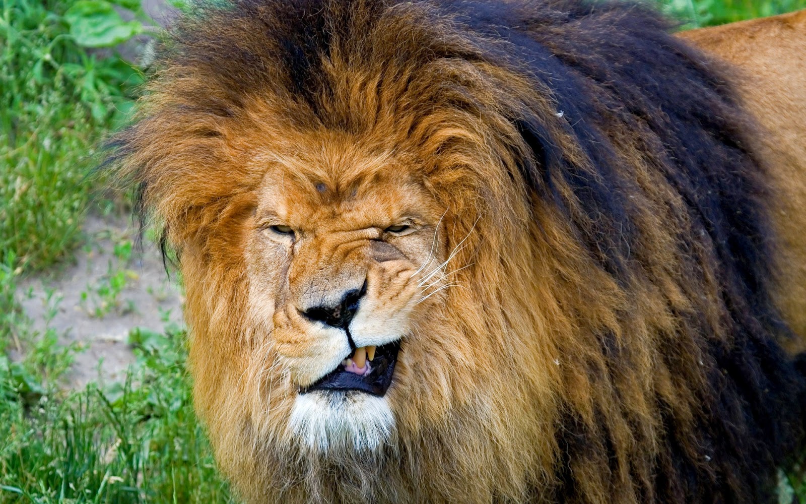 lion+smirk.jpg