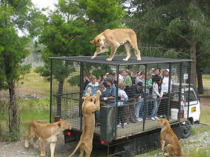 Funny+Pictures+Lions+in+Open+and+Men+in+Cage.jpg