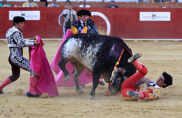 bullfighter-588646.jpg
