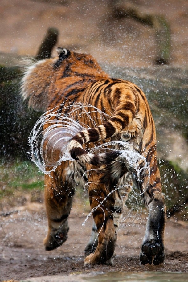 wet-tiger--9265.jpg