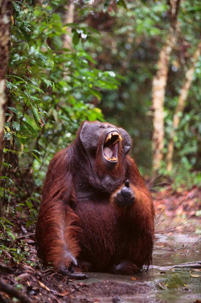 Bornean-Orangutan-FRONT-PAGE.jpg