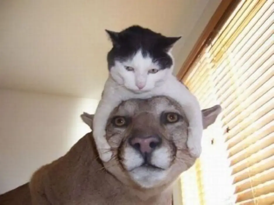 Cat-on-a-mountain-lion.png
