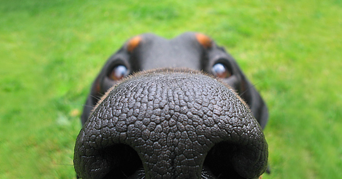 funny-dog-nose-closeups-fb.png