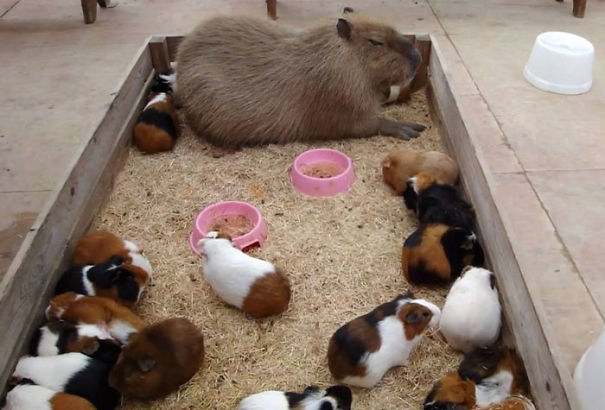capybara-unusual-animal-friendship-36-5703aa79930a8__605.jpg