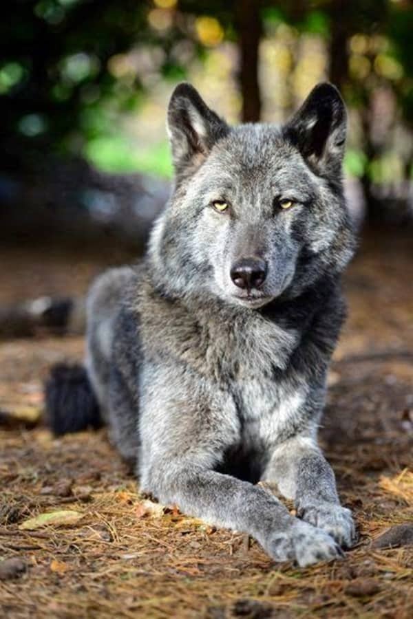 Majestic-Gray-Wolf-Pictures-9.jpg