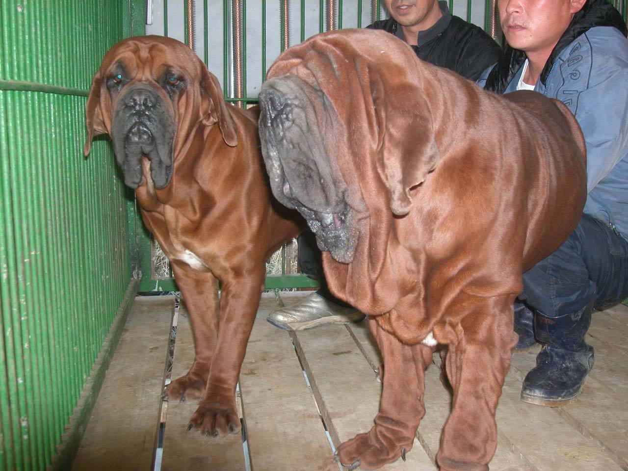 korean_mastiff_dosa_dogs_puppies_breeders_kennels43.jpg