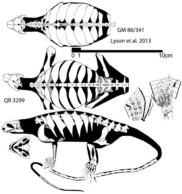 eunotosaurus588.jpg