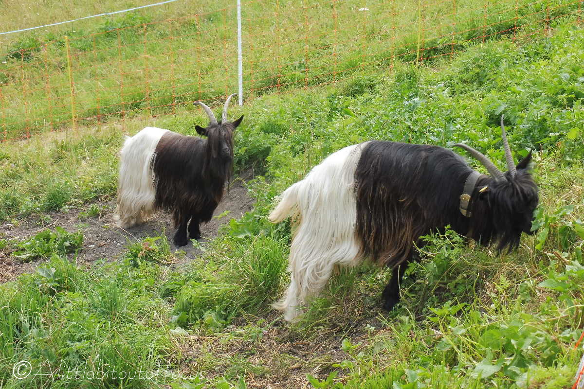 29-valais-blackneck-goats.jpg