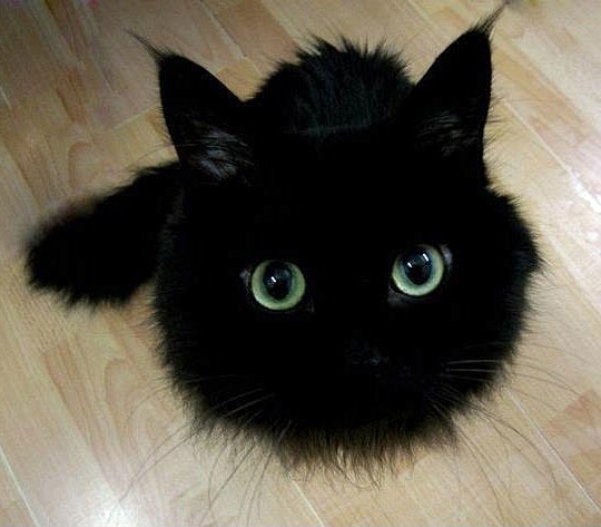 cutest-black-kitty-photo1.jpg