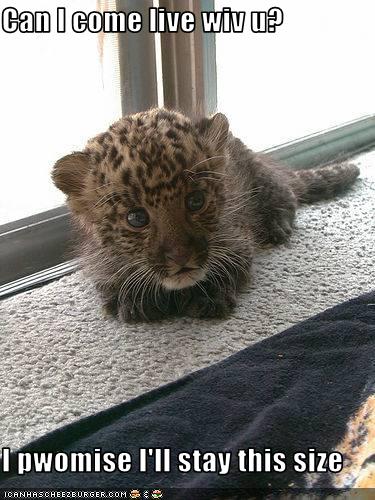 funny-pictures-baby-leopard-wants-to-come-live-with-you1.jpg