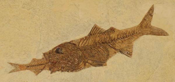 fossil-fish.jpg