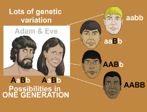 genetic-variation.gif