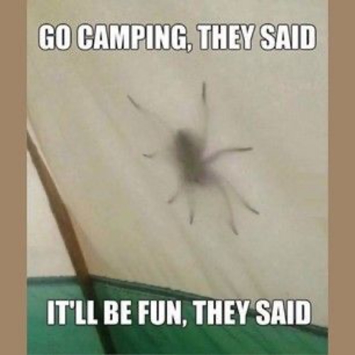 spider.jpg
