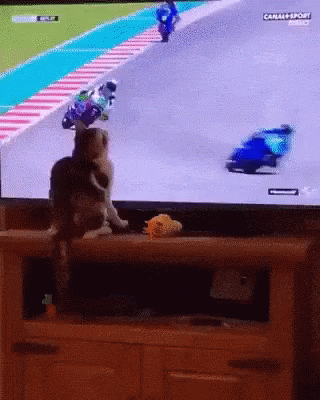 cat-motorcycle.gif