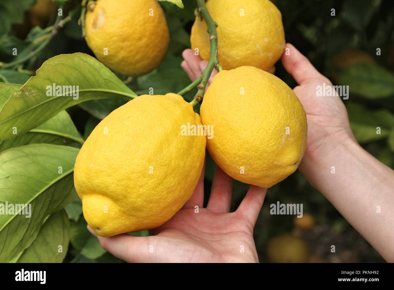 large-lemons-lemon-tree-grove-in-corfu-island-greece-PKNH92.jpg