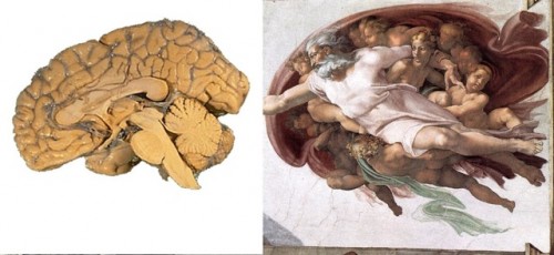 michaelangelo-brain1.jpg