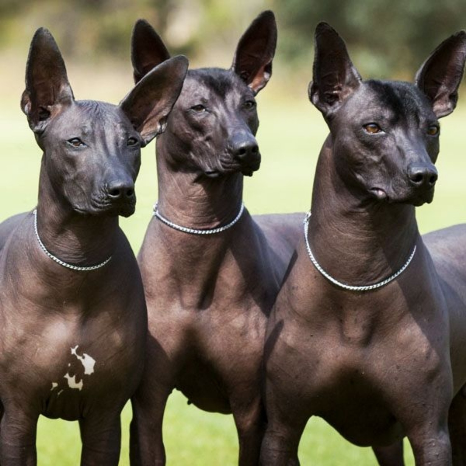 mexican-hairless-dogs-825071.jpg