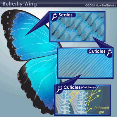 butterfly-color-wing.jpg