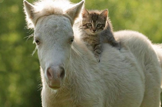 Cat-and-Horse.jpg