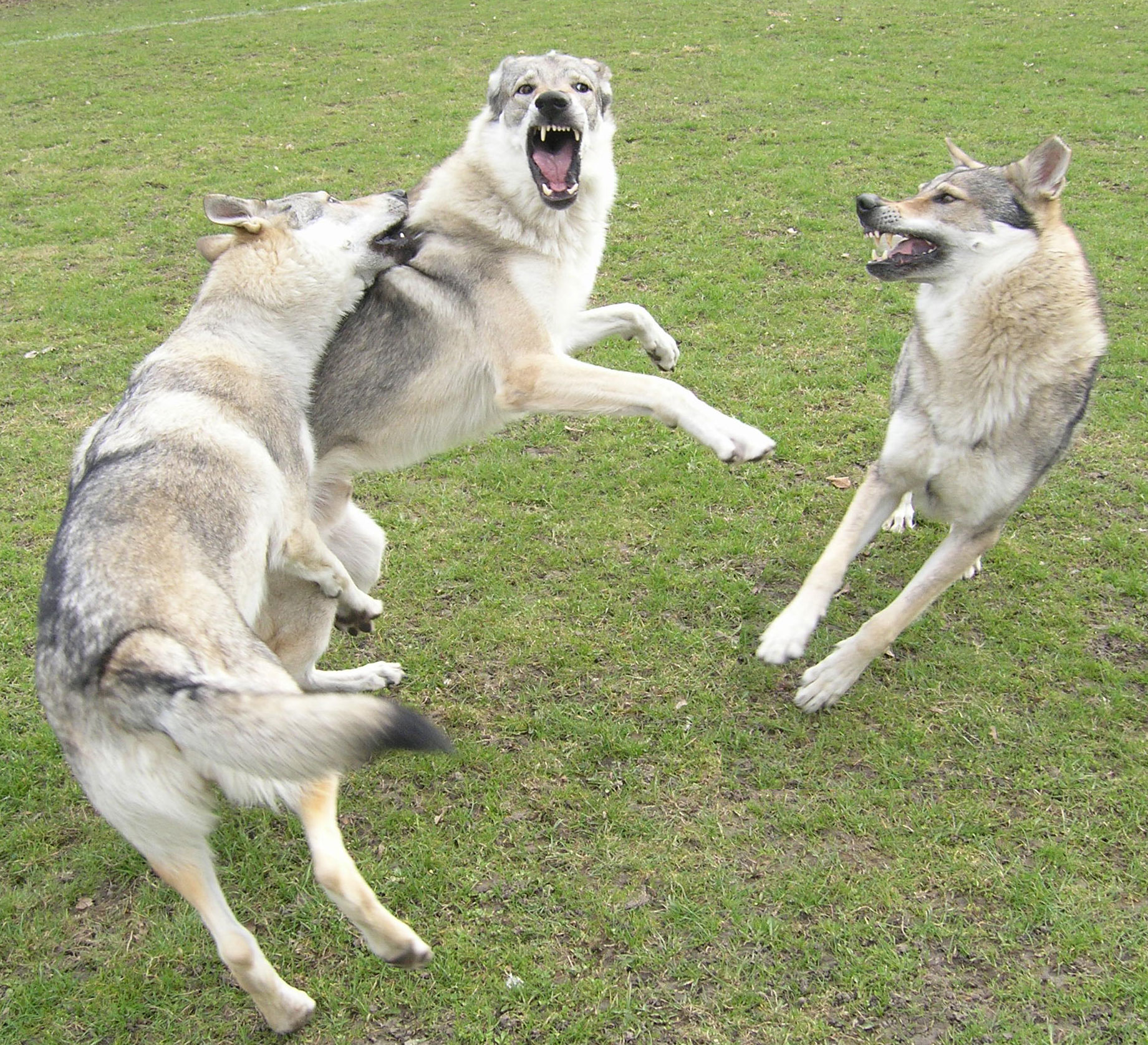 noisy_wolfdogs.jpg