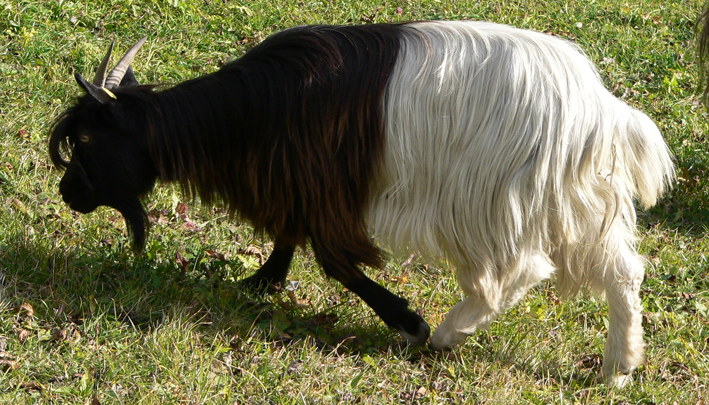 valais-blackneck-goat.jpg