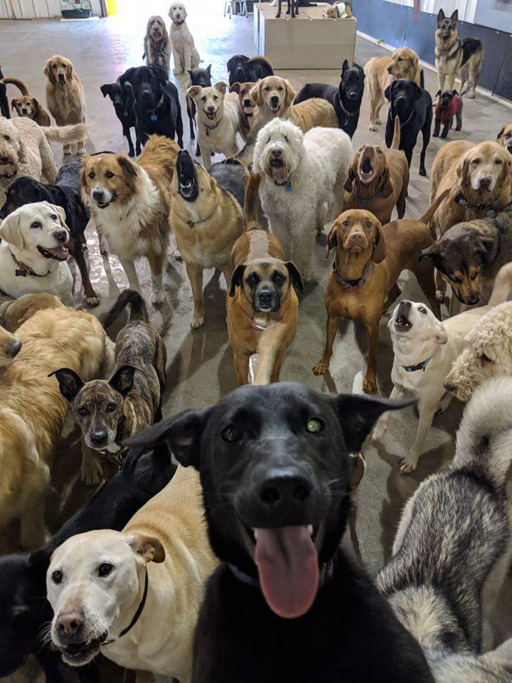 dog-squad.jpg
