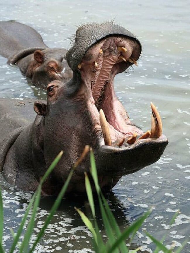 Hippo-Herbivore-Canine-Teeth1.jpg