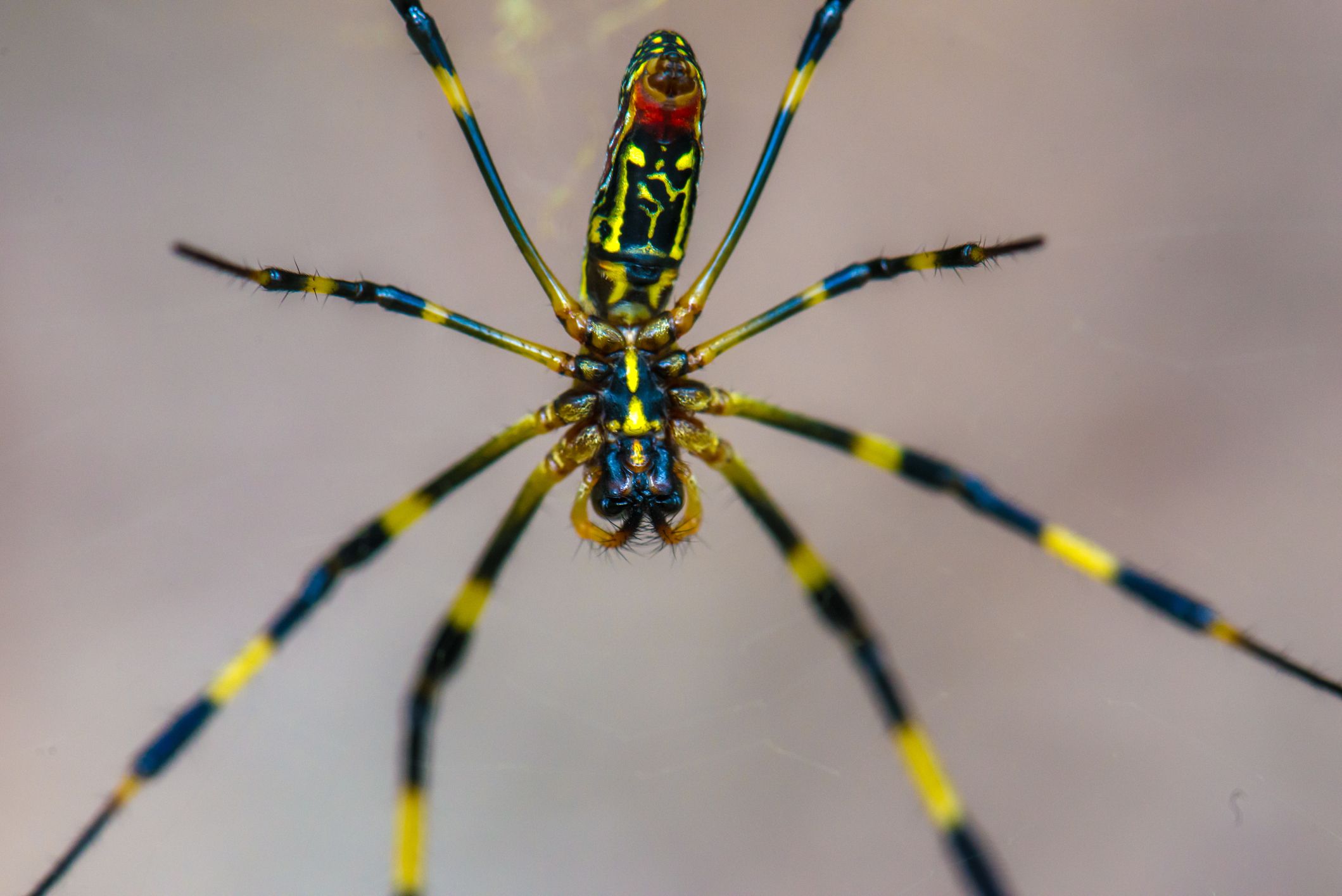 trichonephila-clavata-in-the-green-background-royalty-free-image-1708637836.jpg