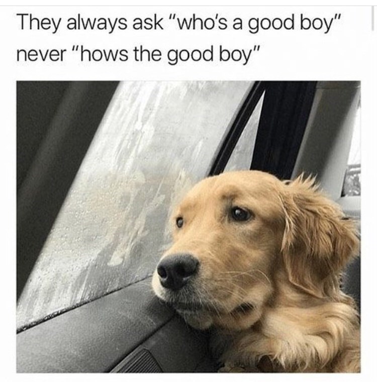dog-they-always-ask-whos-good-boy-never-hows-good-boy