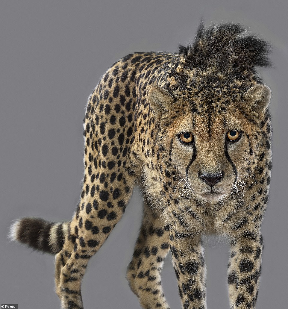 22056738-7776709-Bajrami_the_cheetah_might_be_one_of_the_fastest_animals_on_Earth-a-17_1576063859667.jpg