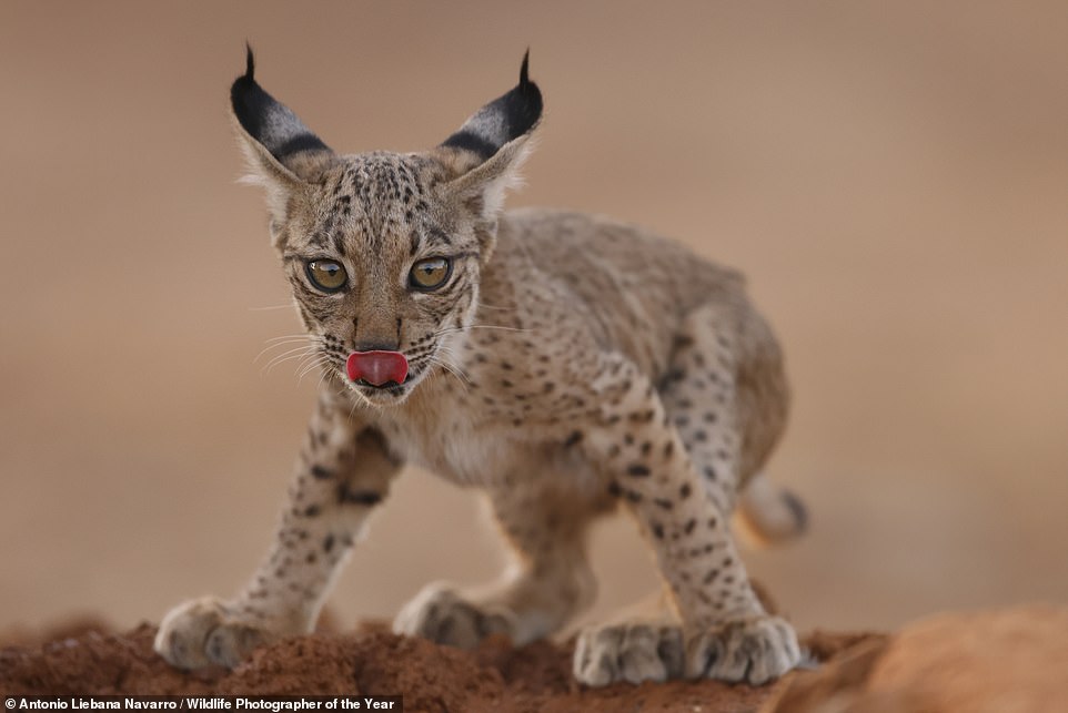51141171-10257819-Iberian_lynx_are_one_of_the_world_s_most_endangered_cats_due_to_-a-71_1638277966435.jpg