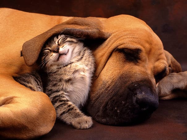 Kitten-with-dog.jpg