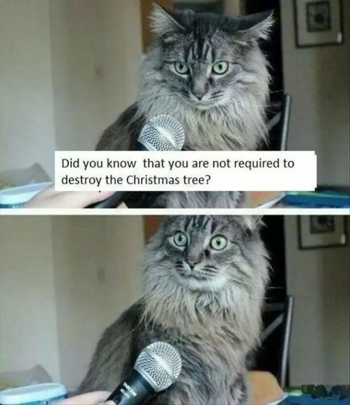 cat-christmas-tree.png