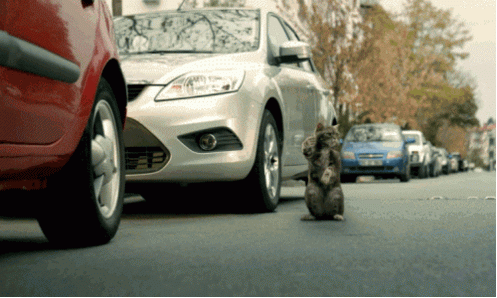 cat-helps-with-parking.gif