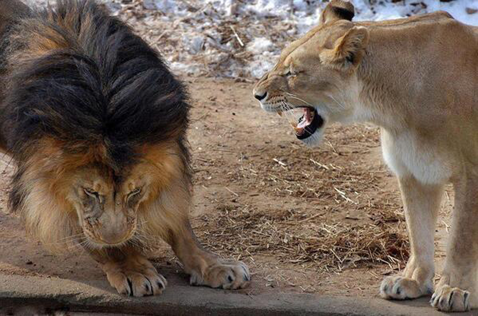 Even-the-king-of-the-jungle-knows-not-to-upset-his-lady.-2.jpg